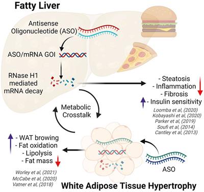 Antisense Oligonucleotide Technologies to Combat Obesity and Fatty Liver Disease